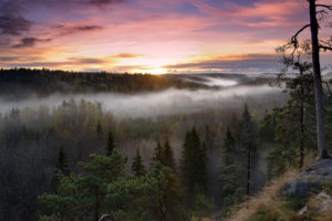 nature, Landscapes, Trees, Forest, Fog, Mist, Morning, Sunrise, Sunset, Skies, Clouds, Scenic