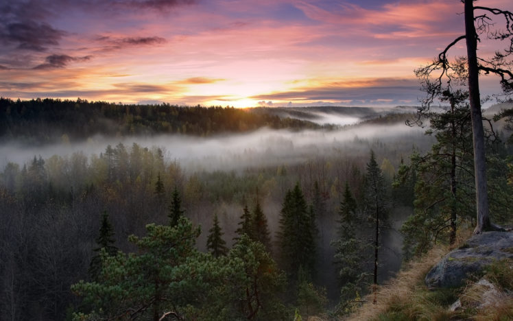 nature, Landscapes, Trees, Forest, Fog, Mist, Morning, Sunrise, Sunset, Skies, Clouds, Scenic HD Wallpaper Desktop Background