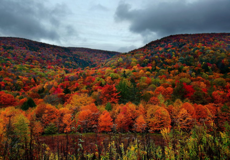 nature, Landscapes, Trees, Forest, Autumn, Fall, Seasons, Hills, Colors HD Wallpaper Desktop Background