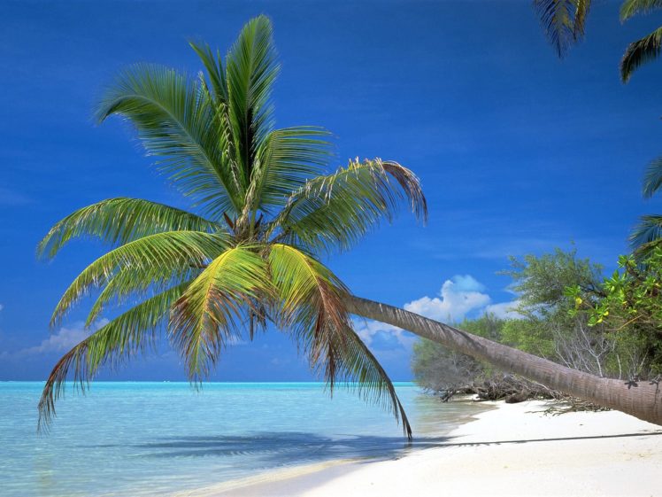 palm, Trees HD Wallpaper Desktop Background