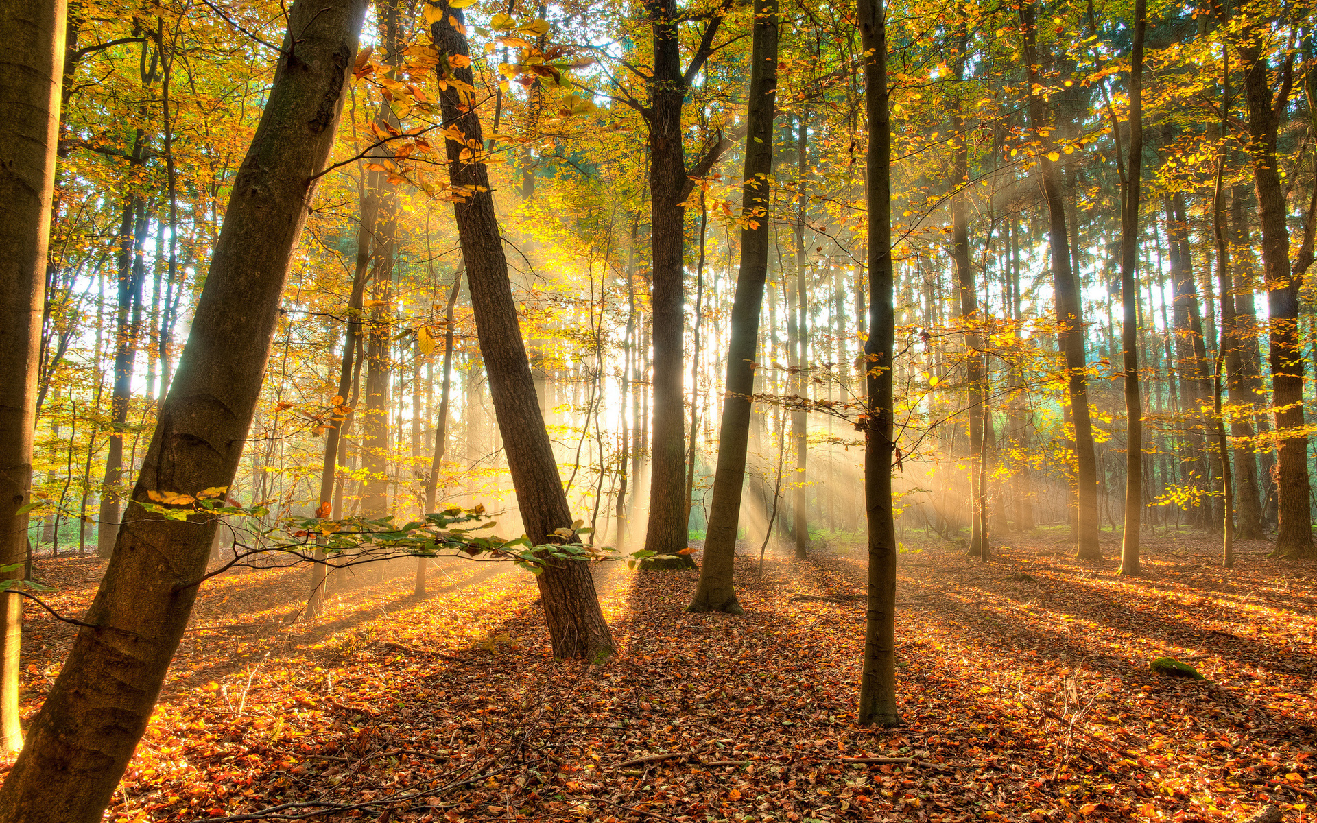 landscapes, Nature, Trees, Forest, Autumn, Fall, Seasons, Leaves, Sunlight, Sunbeams Wallpaper