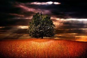 landscapes, Nature, Trees, Fields, Wheat, Grass, Skies, Clouds, Sunlight, Sunbeams, Manipulation