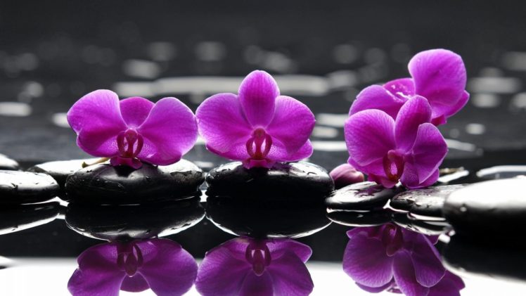 water, Flowers, Stones, Selective, Coloring, Reflections, Orchids, Pink, Flowers HD Wallpaper Desktop Background