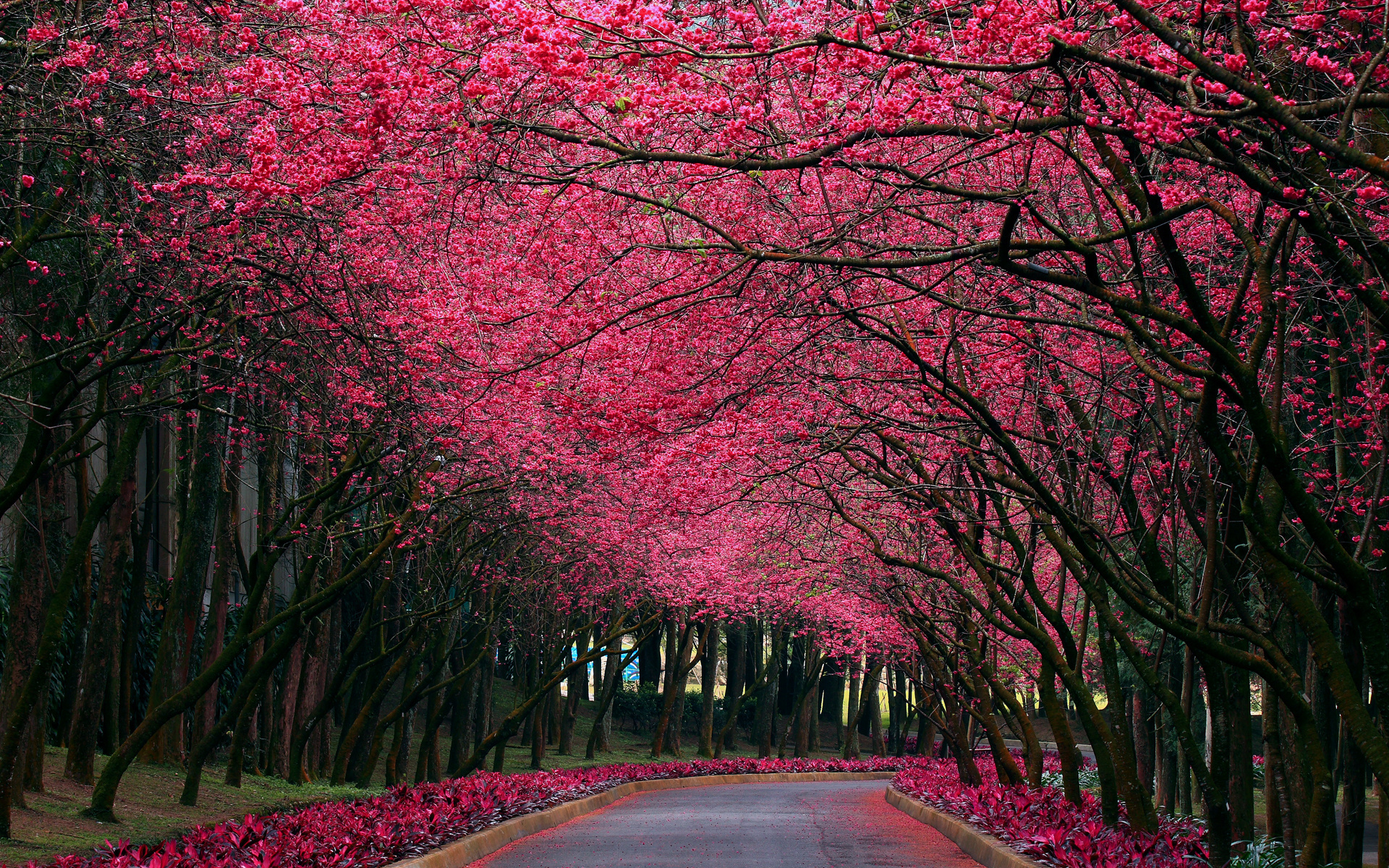 landscapes, Nature, Trees, Blossoms, Flowers, Roads, Petals, Forest, Pink Wallpaper