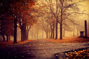 sidewalk, Path, Pathway, Park, Landscapes, Nature, Trees, Autumn, Fall, Seasons, Leaves, Fog, Mist, Haze