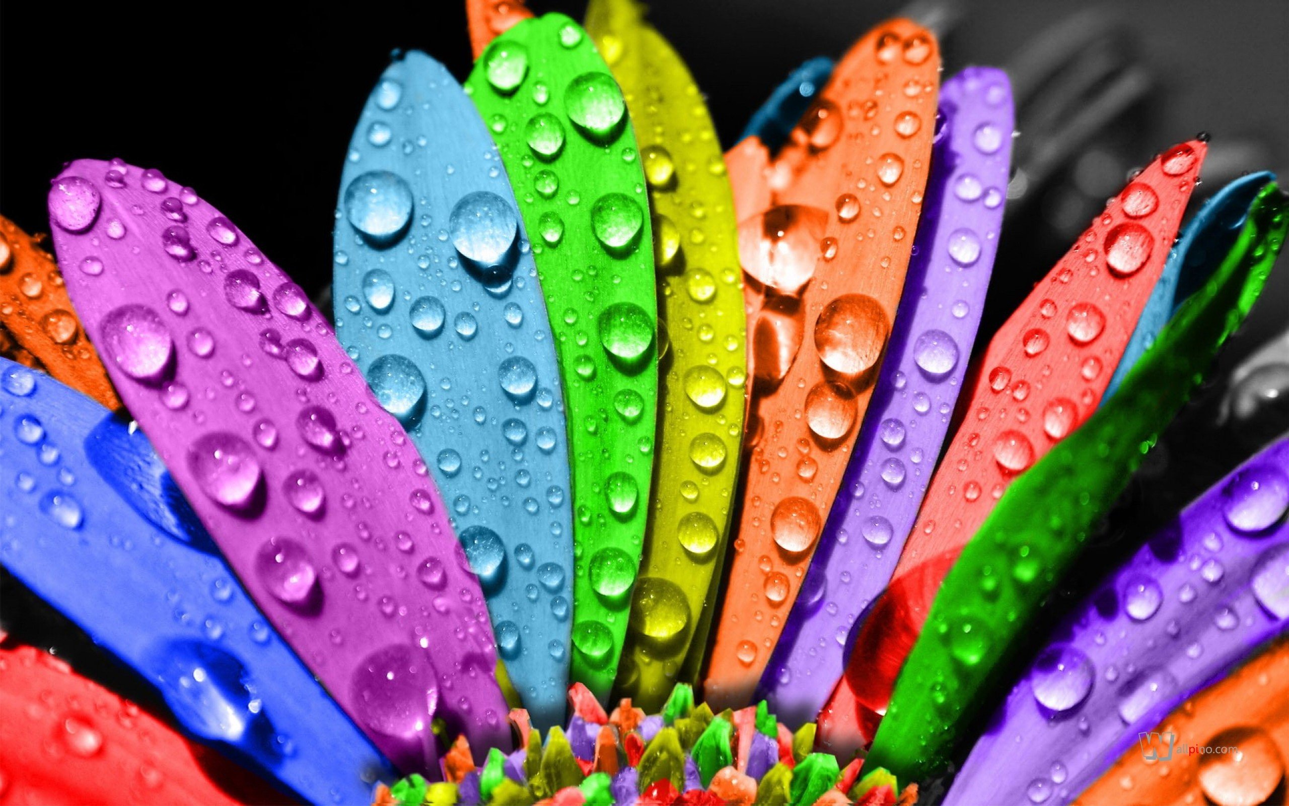 multicolor Wallpaper