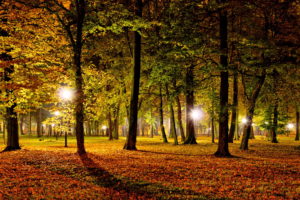 nature, Landscapes, Leaves, Park, Night, Lights, Dark, Trees, Autumn, Fall, Seasons