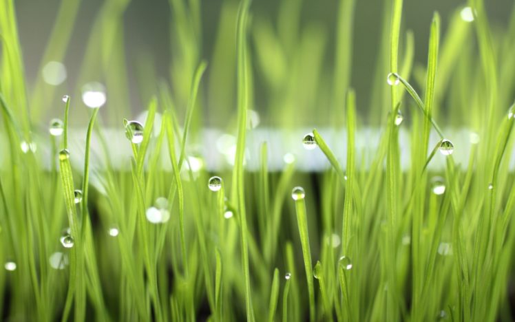dew, Drops, Over, The, Grass HD Wallpaper Desktop Background