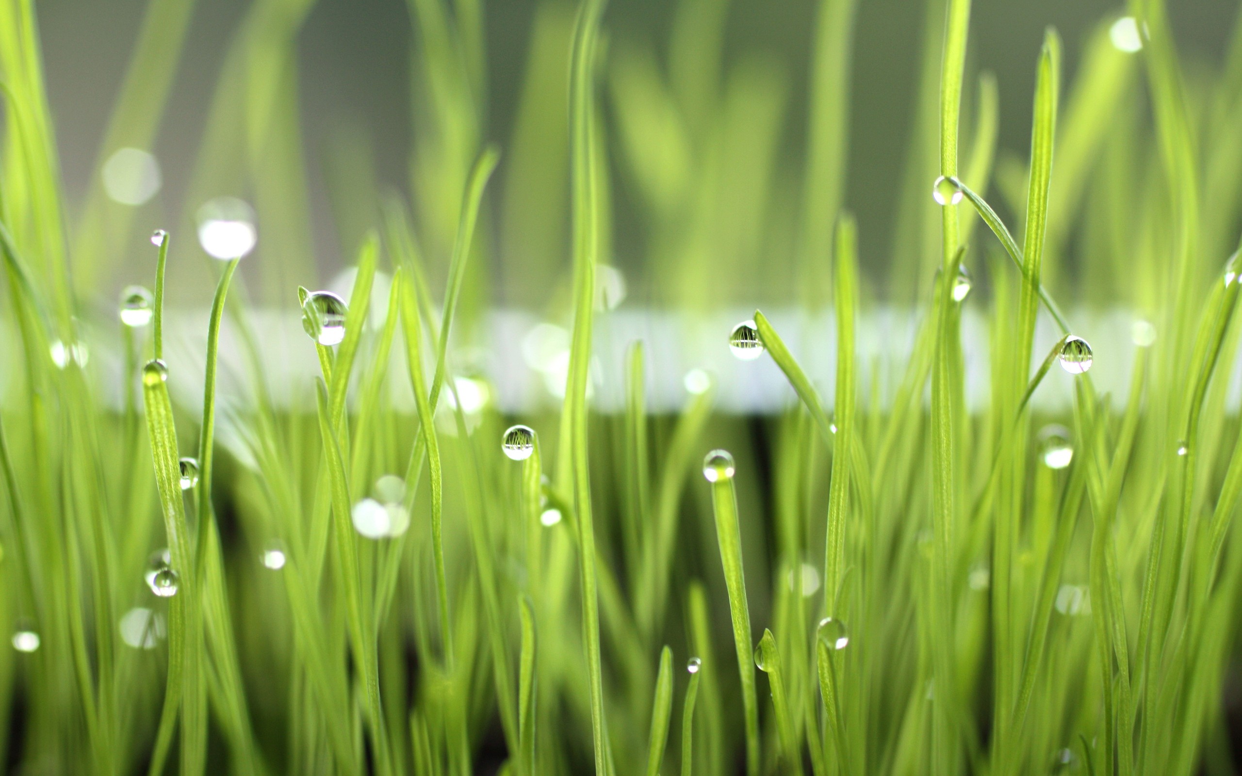 dew, Drops, Over, The, Grass Wallpapers HD / Desktop and Mobile Backgrounds