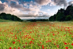 nature, Landscapes, Flowers, Fields, Trees, Sky, Skies, Clouds, Poppy, Poppies, Green, Contrast
