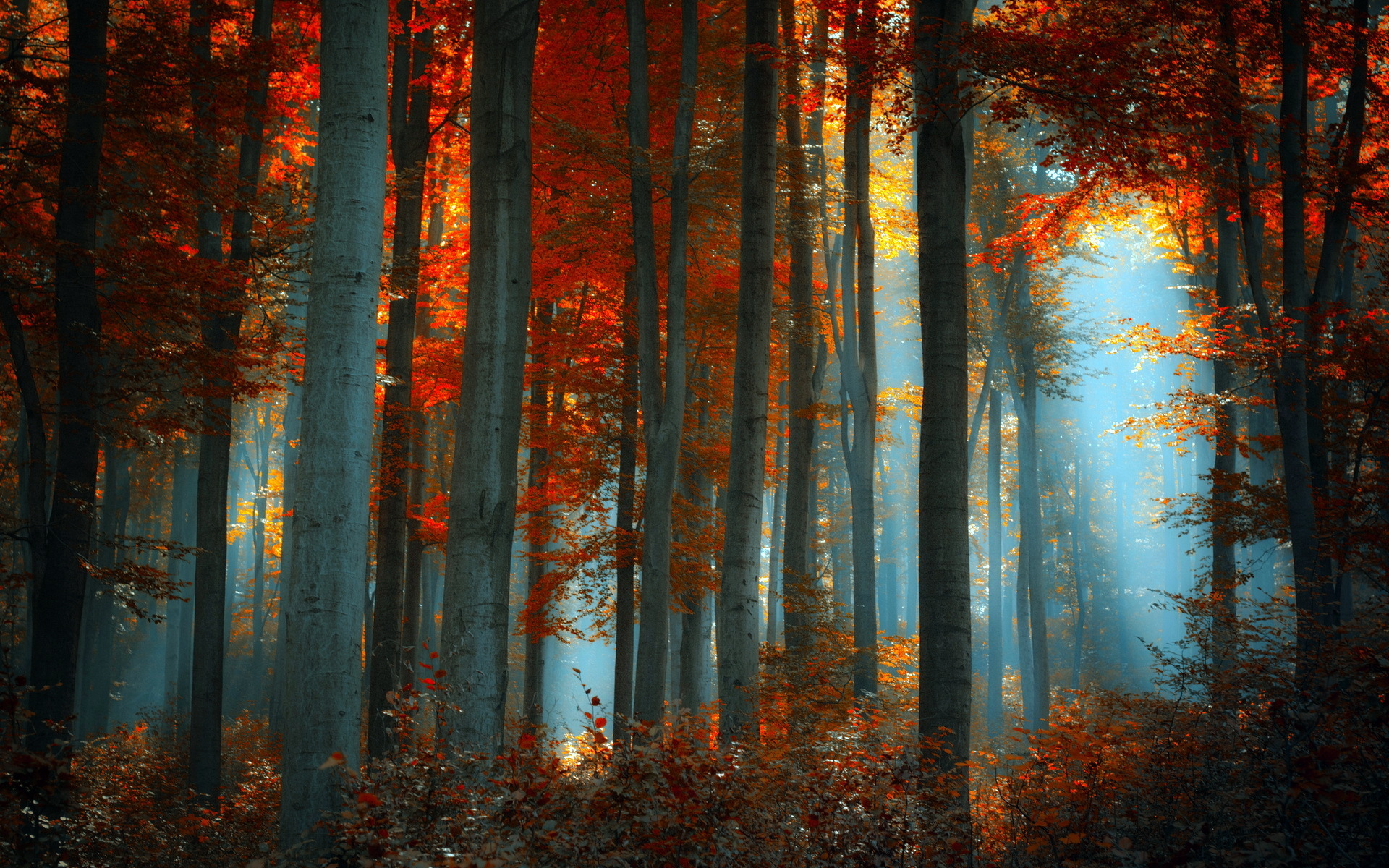 nature, Landscapes, Trees, Forests, Sunlight, Light, Autumn, Fall, Seasons, Colors, Fog, Mist, Haze Wallpaper