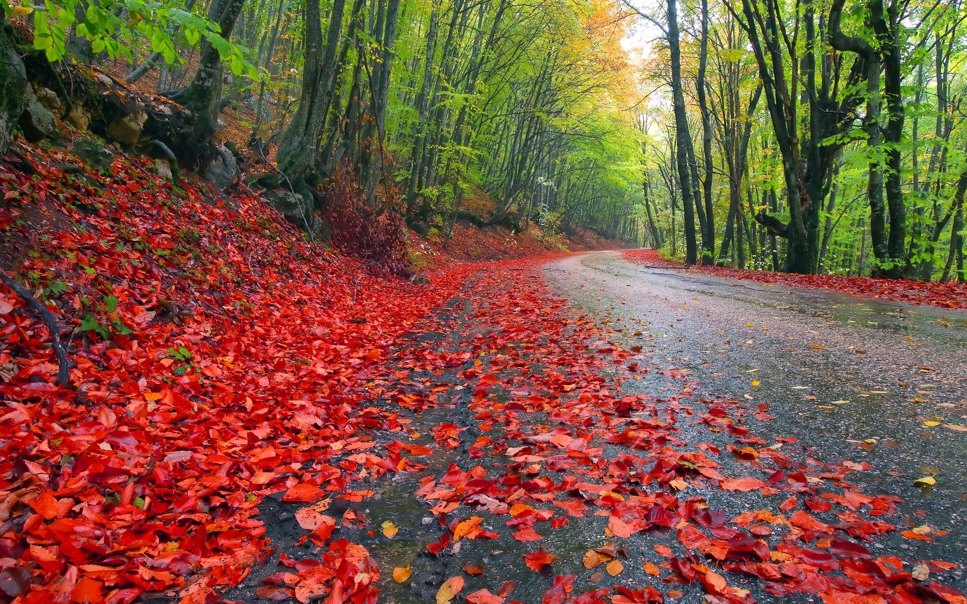 nature, Landscapes, Leaves, Trees, Forests, Roads, Colors, Autumn, Fall, Seasons Wallpaper