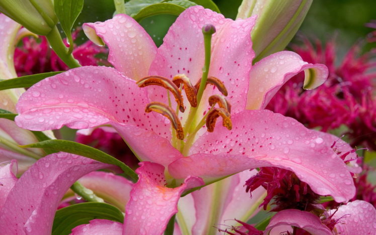 nature, Flowers, Pink, Petals, Drops, Water, Pollen, Stem, Plants, Close, Up HD Wallpaper Desktop Background