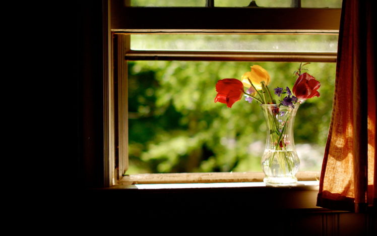 nature, Flowers, Still, Life, Vase, Glass, Petals, Colors, Window, Curtain, Room, Photography, Water, Sunlight HD Wallpaper Desktop Background
