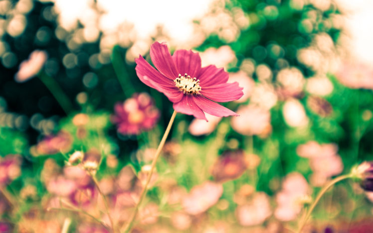 nature, Flowers, Pink, Close, Up, Macro, Photography, Fields, Trees, Petals HD Wallpaper Desktop Background