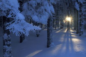 landscapes, Winter, Snow, Trees, Dawn, Forests, Seasons, Sunlight