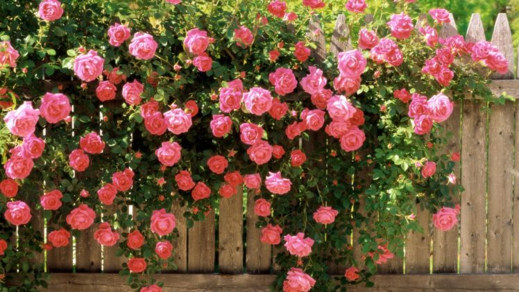 roses, Pink, Flowers HD Wallpaper Desktop Background