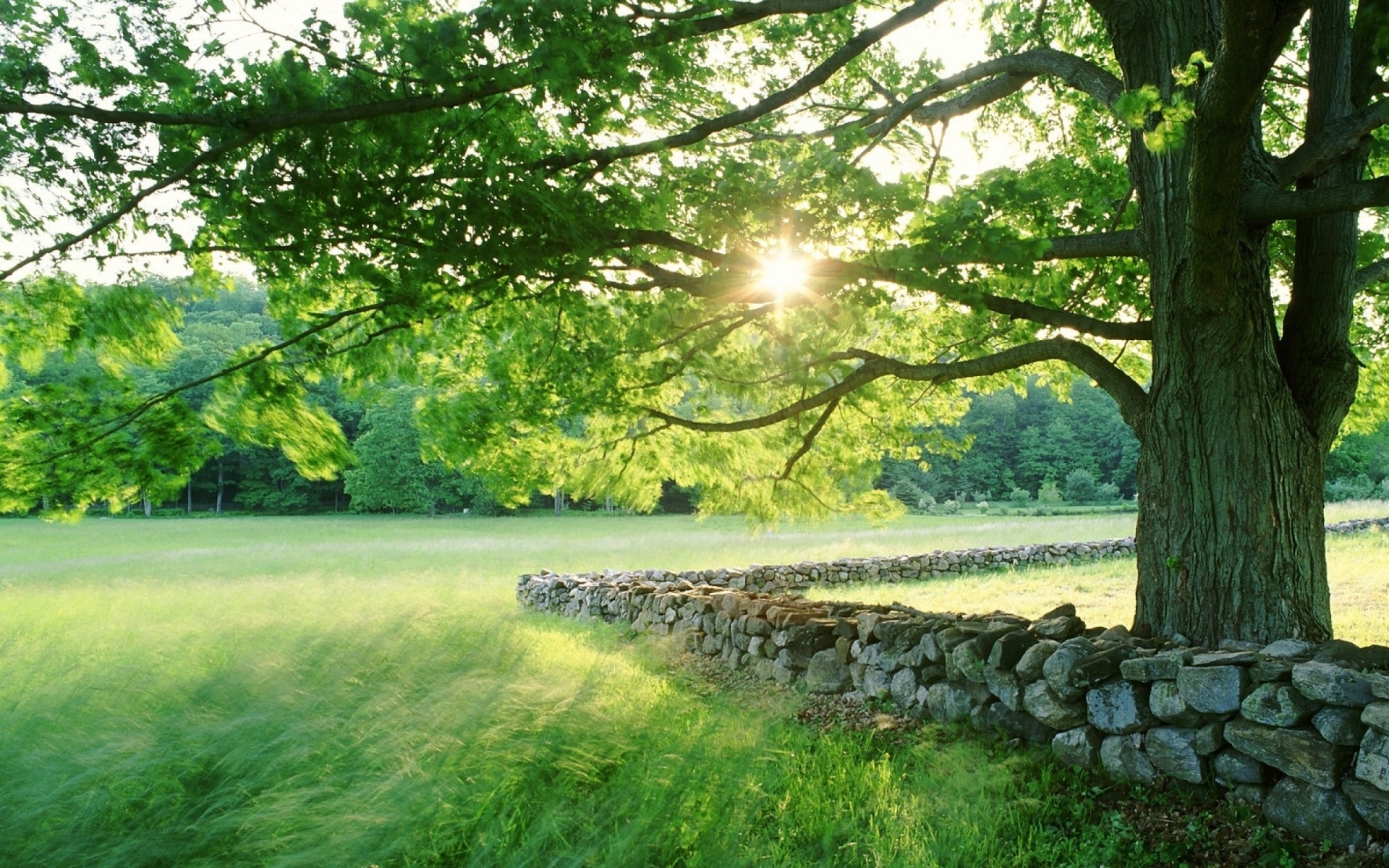 nature, Landscapes, Fields, Grass, Trees, Sun, Sunlight, Spring, Seasonal, Stone, Fence, Rocks, Leaves Wallpaper