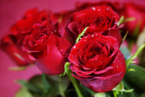 nature, Flowers, Bouquets, Rose, Red, Close, Up, Macro, Holidays, Valentine, Plants