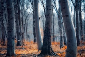 nature, Landscapes, Trees, Forest, Leaves, Trunk, Autumn, Fall, Seasons, Wood, Colors, Bark