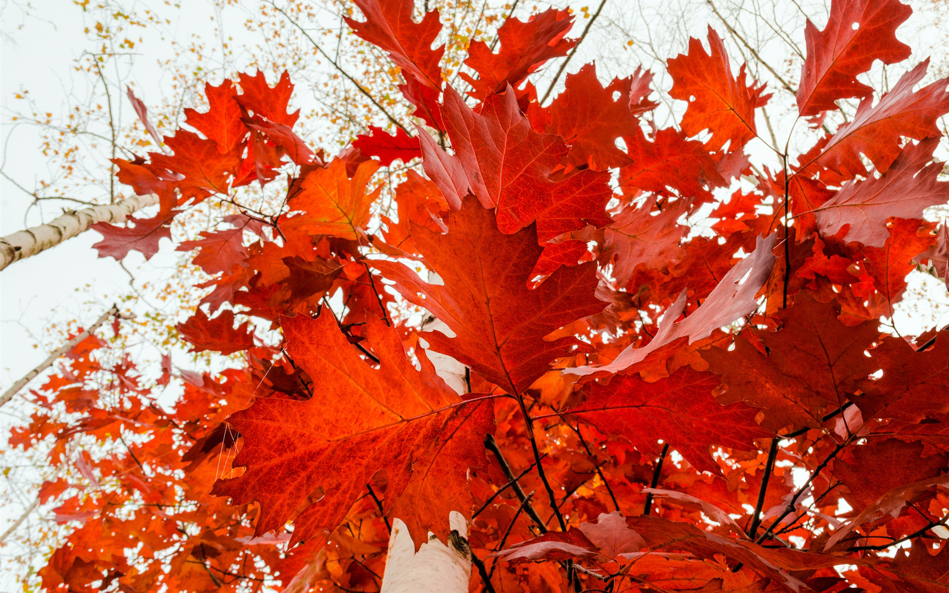 nature, Leaves, Trees, Forest, Red, Autumn, Fall, Seasons, Sky, Contrast, Bokeh Wallpaper
