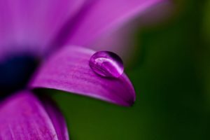 nature, Water, Drops, Purple, Flowers