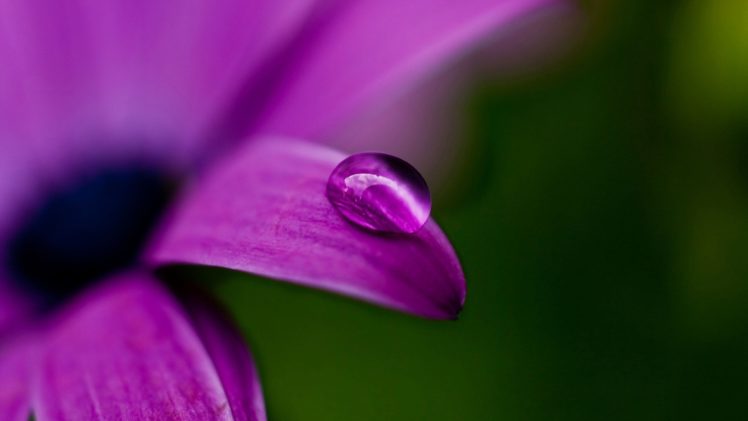 nature, Water, Drops, Purple, Flowers HD Wallpaper Desktop Background
