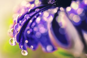 drops, Of, Morning, Dew, On, A, Flower