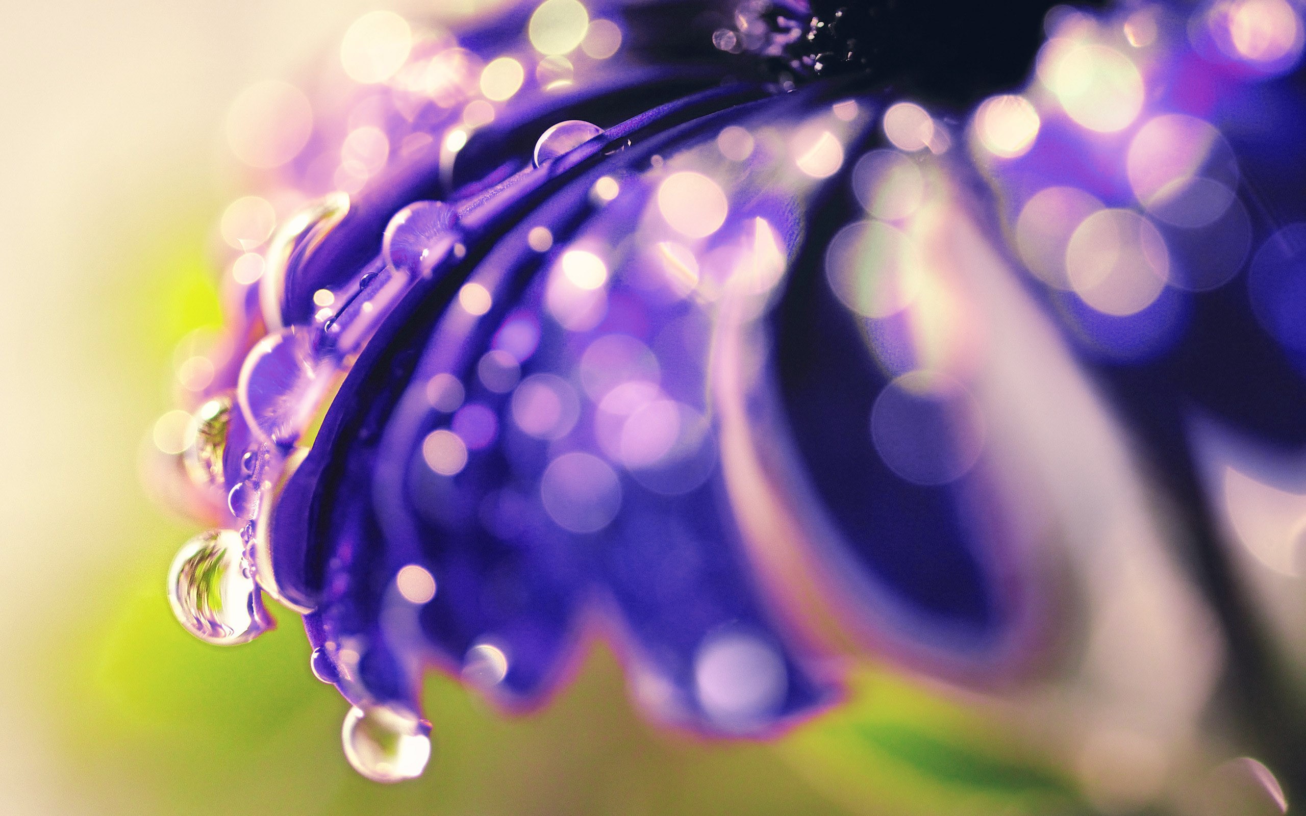 drops, Of, Morning, Dew, On, A, Flower Wallpapers HD / Desktop and