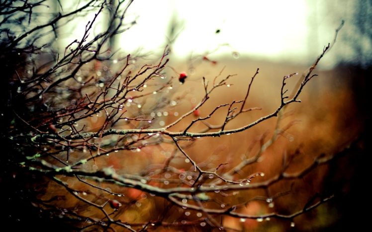 nature, Autumn, Rain, Bokeh, Depth, Of, Field, Branches HD Wallpaper Desktop Background