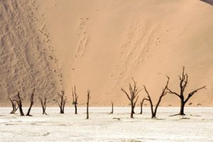 landscapes, Nature, Deserts, Dead, Namibia, Africa