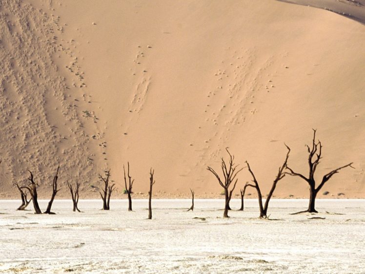 landscapes, Nature, Deserts, Dead, Namibia, Africa HD Wallpaper Desktop Background