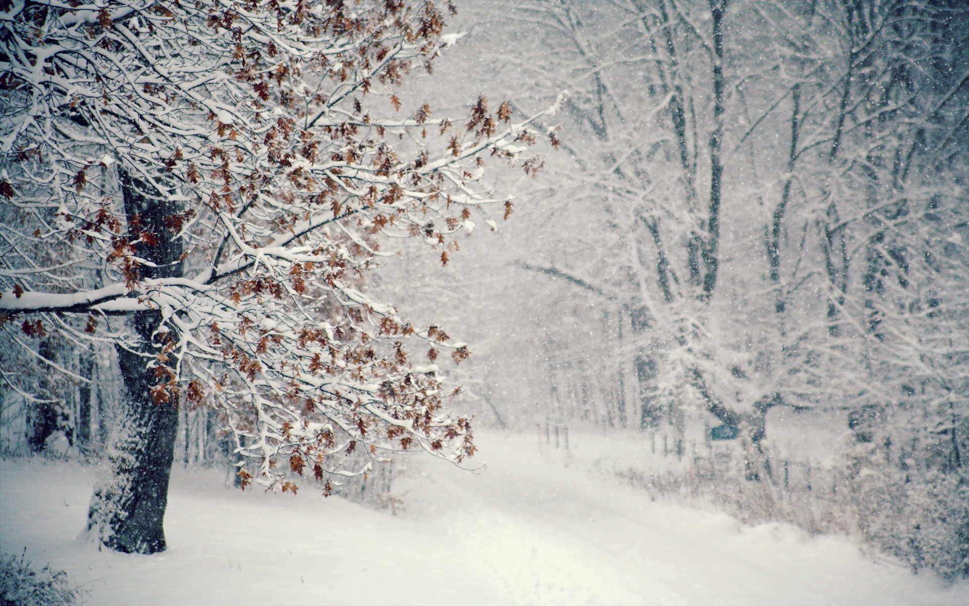 nature, Landscapes, Trees, Forest, Road, Path, Tracks, Snow, Flakes, Snowing, Drops, Storm, Blizzard, White, Winter, Seasons Wallpaper