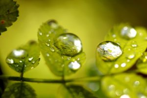 green, Nature, Wall, Leaves, Grass, Water, Drops, Flora, Floral