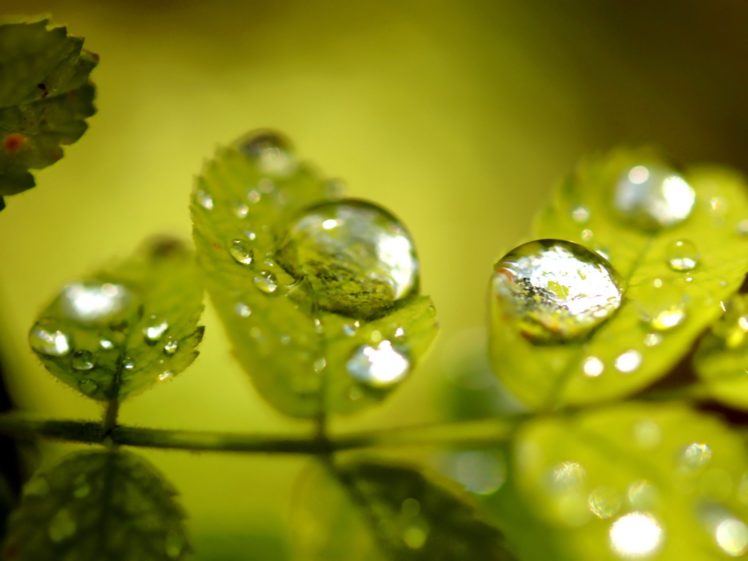 green, Nature, Wall, Leaves, Grass, Water, Drops, Flora, Floral HD Wallpaper Desktop Background