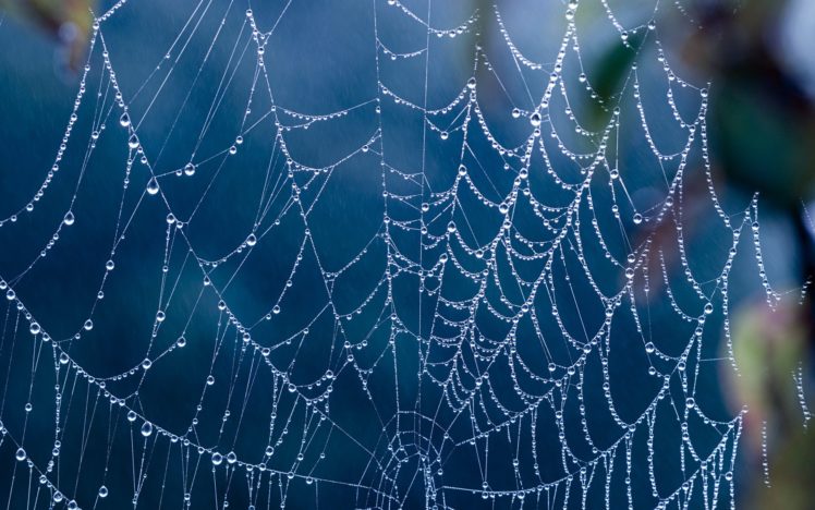 creepy, Spider, Webs HD Wallpaper Desktop Background