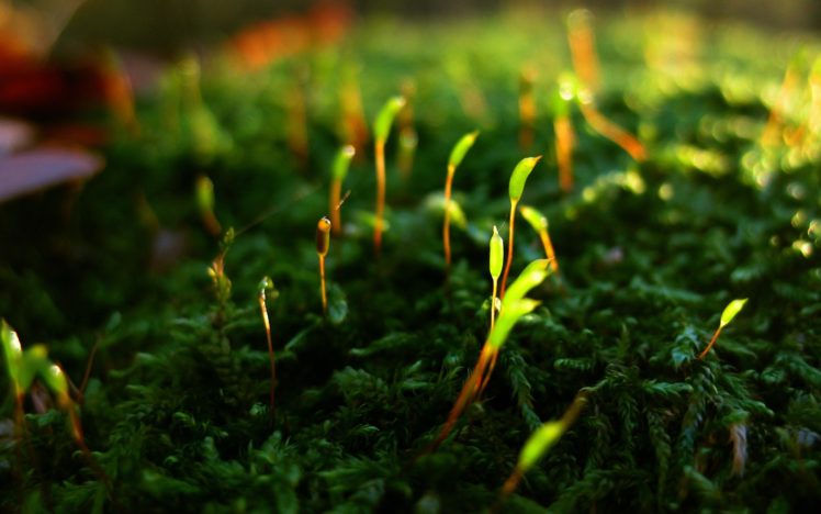 green, Close up, Nature, Grass, Moss, Macro, Depth, Of, Field HD Wallpaper Desktop Background