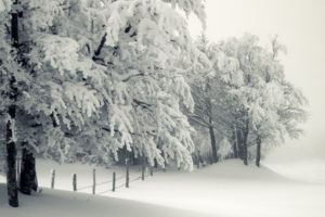 nature, Landscapes, Winter, Snow, Seasons, Cold, Freezing, White, Trees, Fields, Fence, Storm
