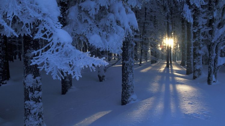 nature, Landscapes, Trees, Forest, Winter, Snow, Seasons, Sunlight, Sunrise, Sunset HD Wallpaper Desktop Background