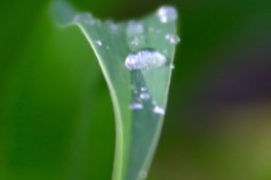 green, Close up, Nature, Wall, Leaves, Grass, Water, Drops, Flora, Floral