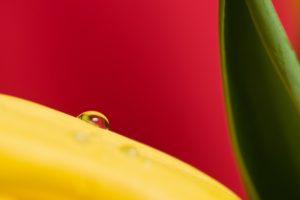 drop, On, A, Yellow, Plant