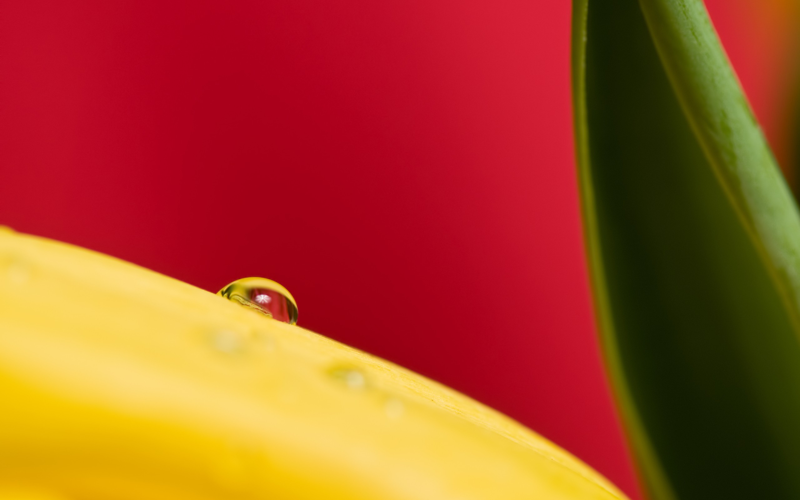drop, On, A, Yellow, Plant Wallpaper