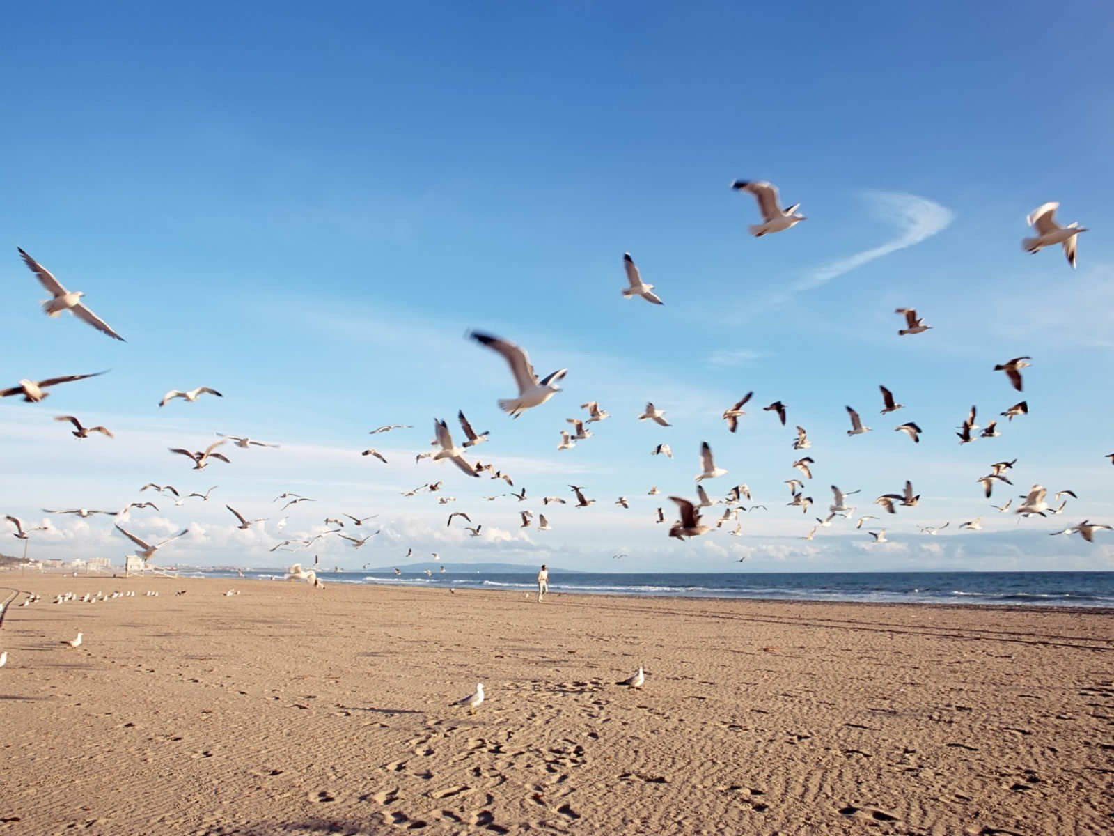 birds, Beaches Wallpaper