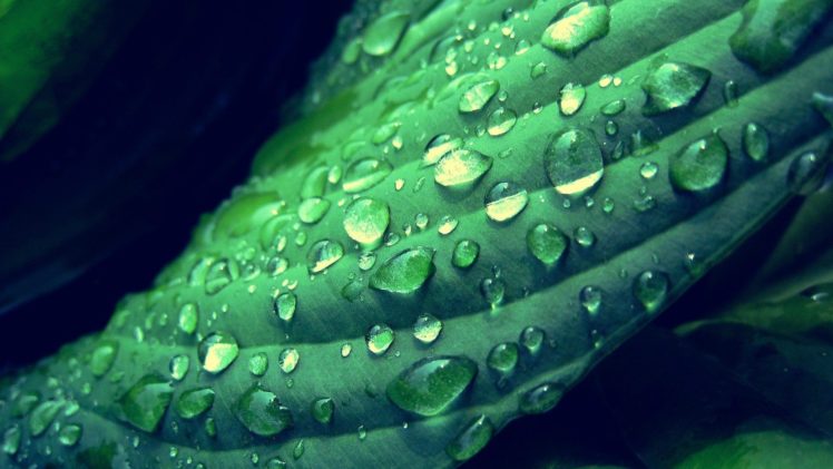 green, Water, Nature, Drop, Water, Drops HD Wallpaper Desktop Background