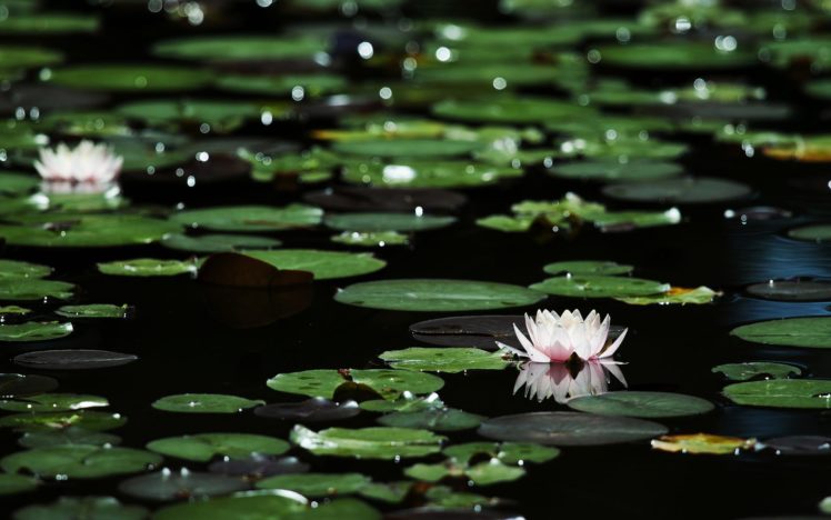 Flowers Lily Lilies Foliage Bokeh Pond Lakes Nature Petals Images, Photos, Reviews