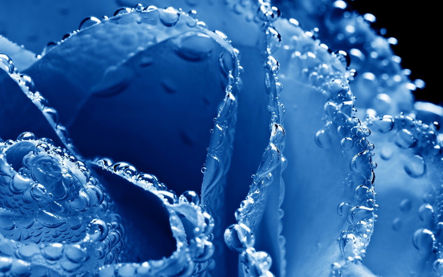 blue, Rosa, Roza Wallpaper