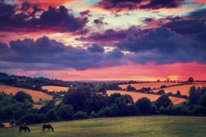 sunset, Clouds, Landscapes, Nature, Trees, Animals, Fields, Hills, Ireland, Horses, Flora, Plains, Irish, Bushes, Evening