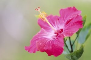 japan, Hibiscus, Pink, Flowers