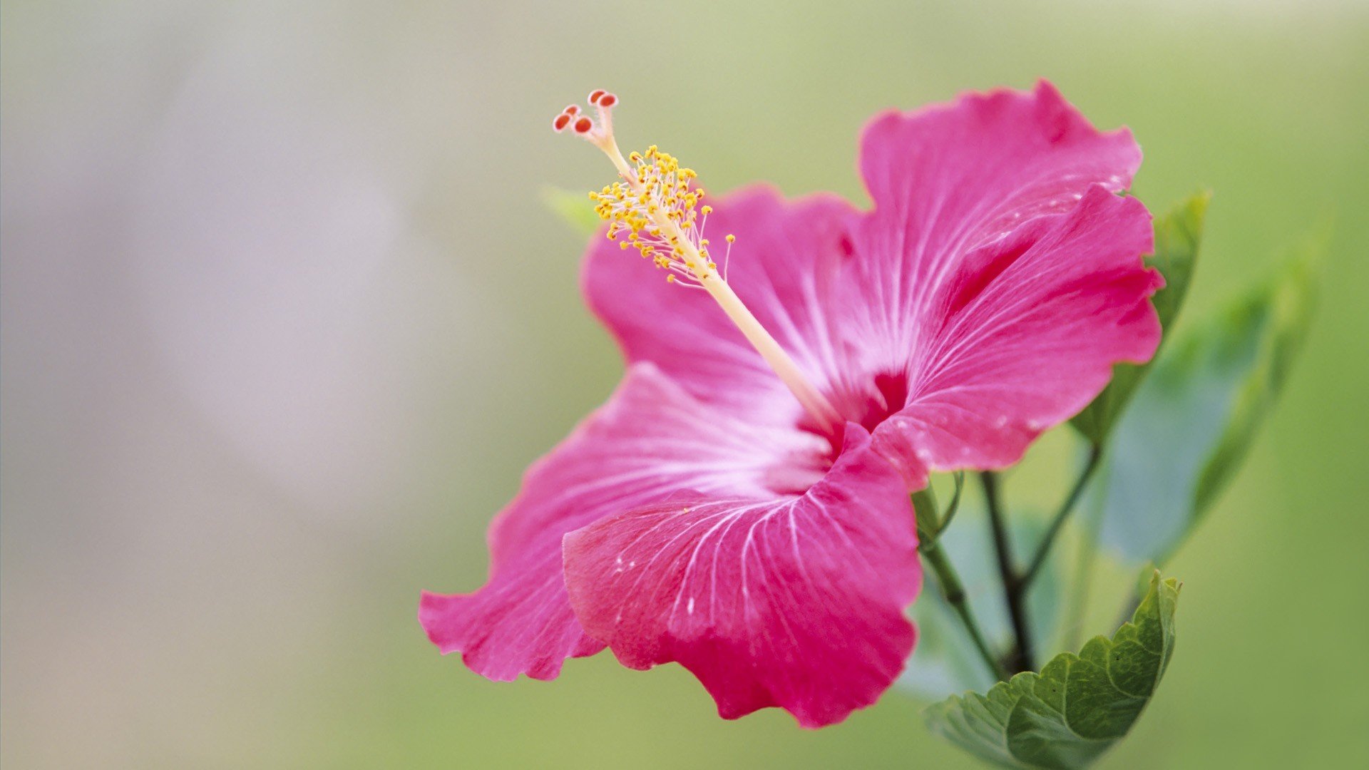 japan, Hibiscus, Pink, Flowers Wallpaper