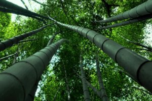 bamboo, Natures, Trees, Forests, Green, Plants, Leaves, Leaf, Trunk, Stalk